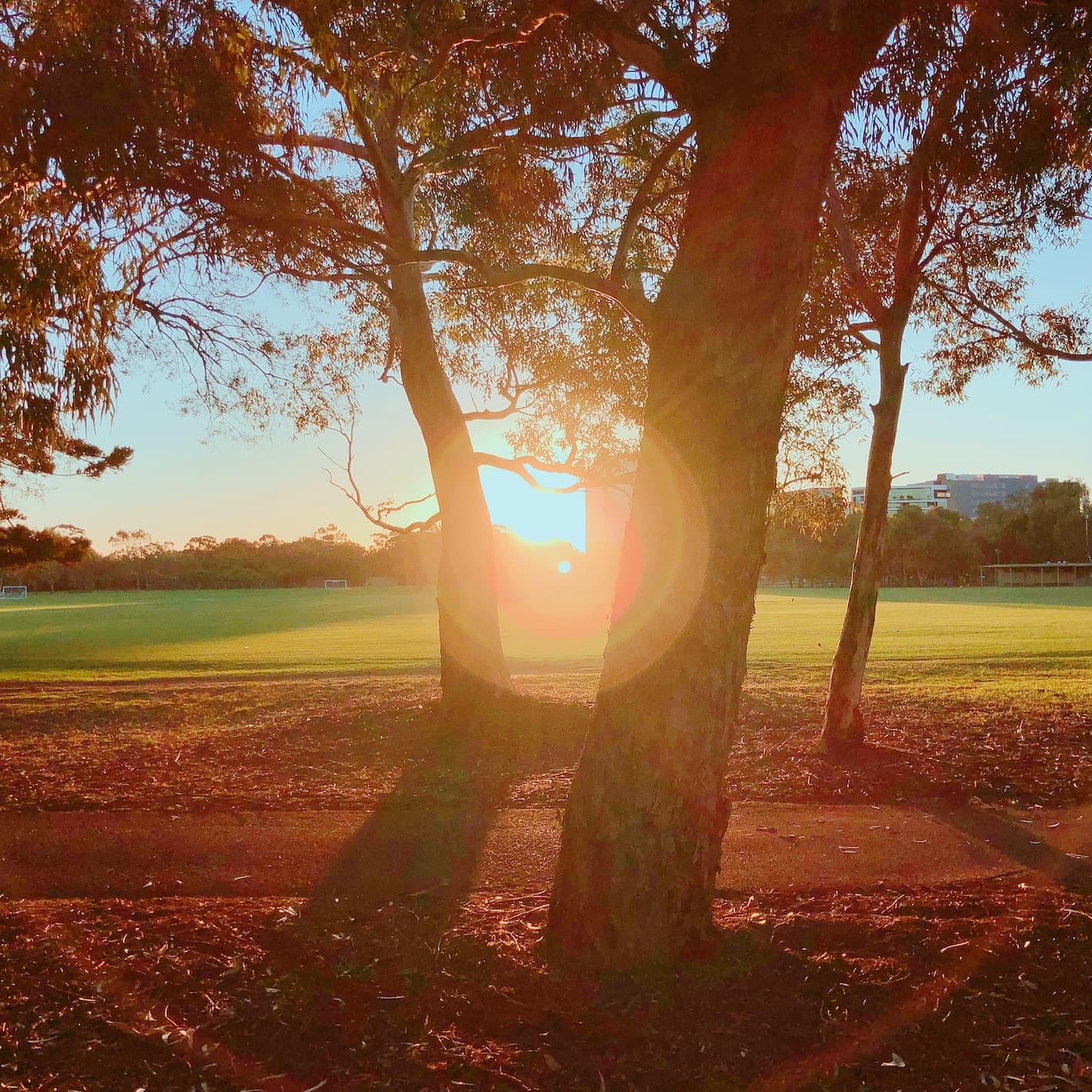 Clovelly Park